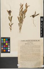 Foto von Salix purpurea L.